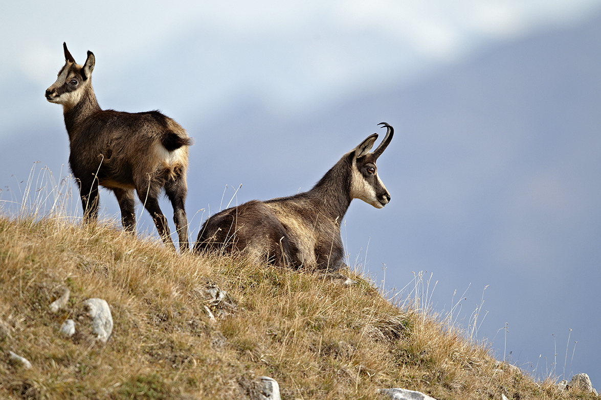 GÃ¤mse (Rupicapra rupicapra)