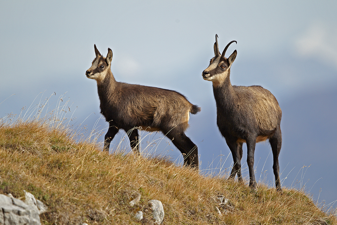 GÃ¤mse (Rupicapra rupicapra)