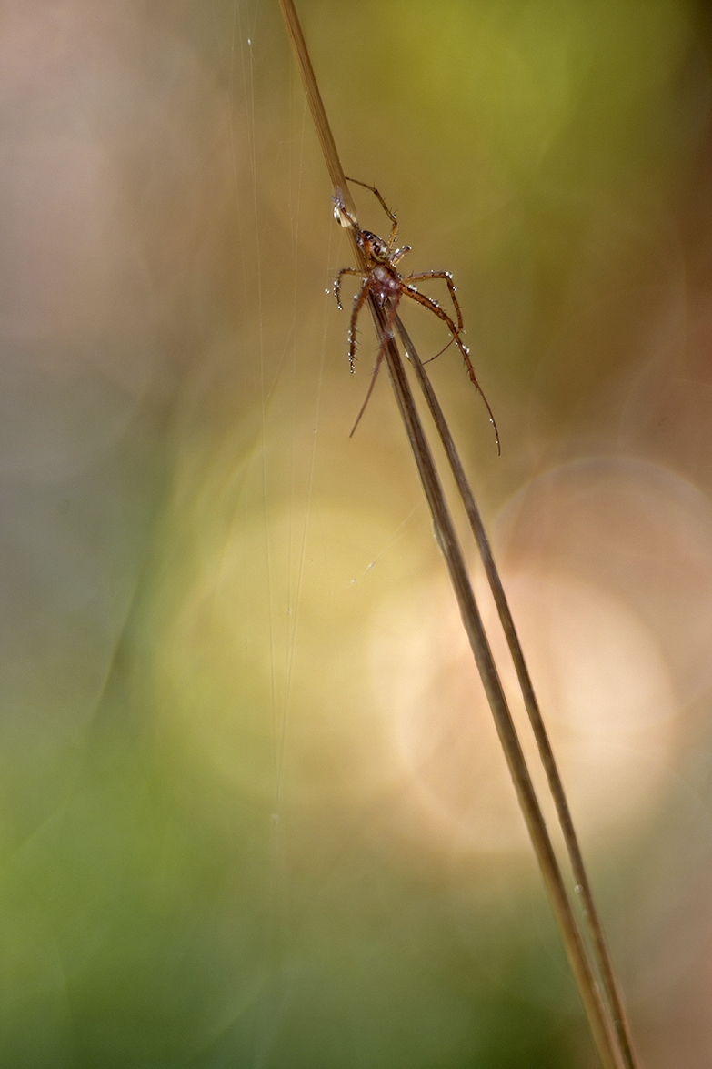 Gartenkreuzspinne (Araneus diadematus)