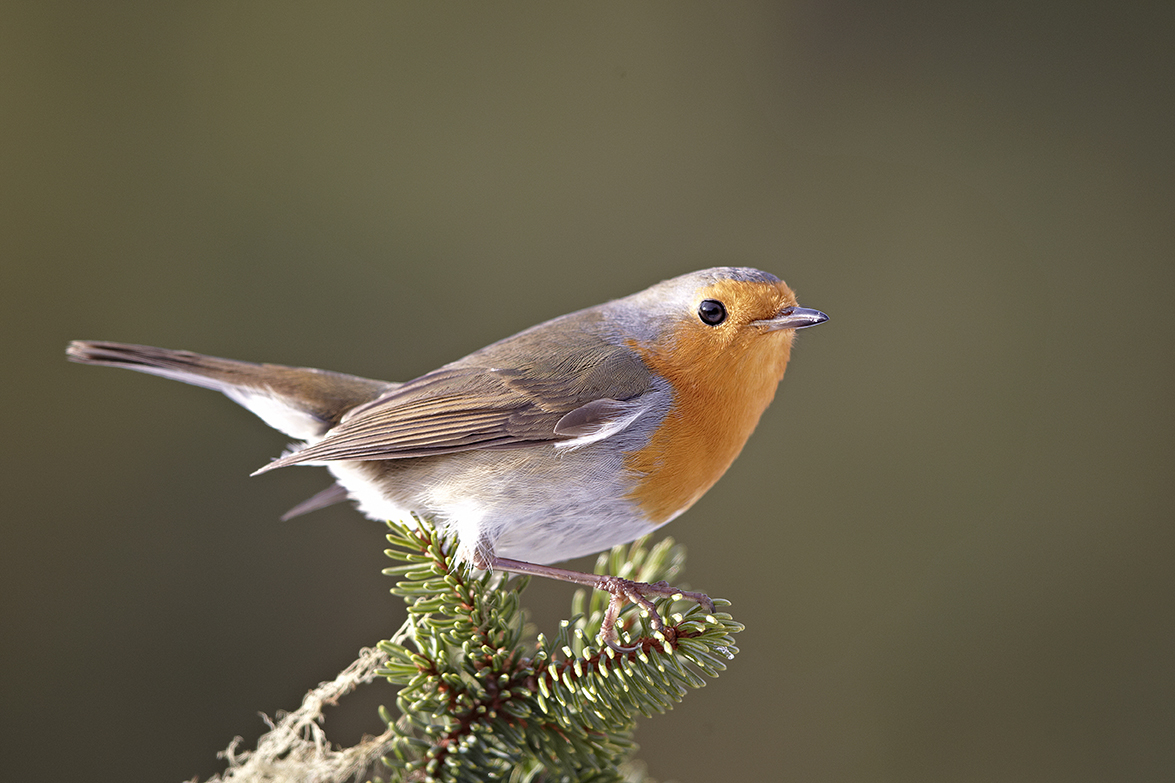 Rotkehlchen (Erithacus rubecula)