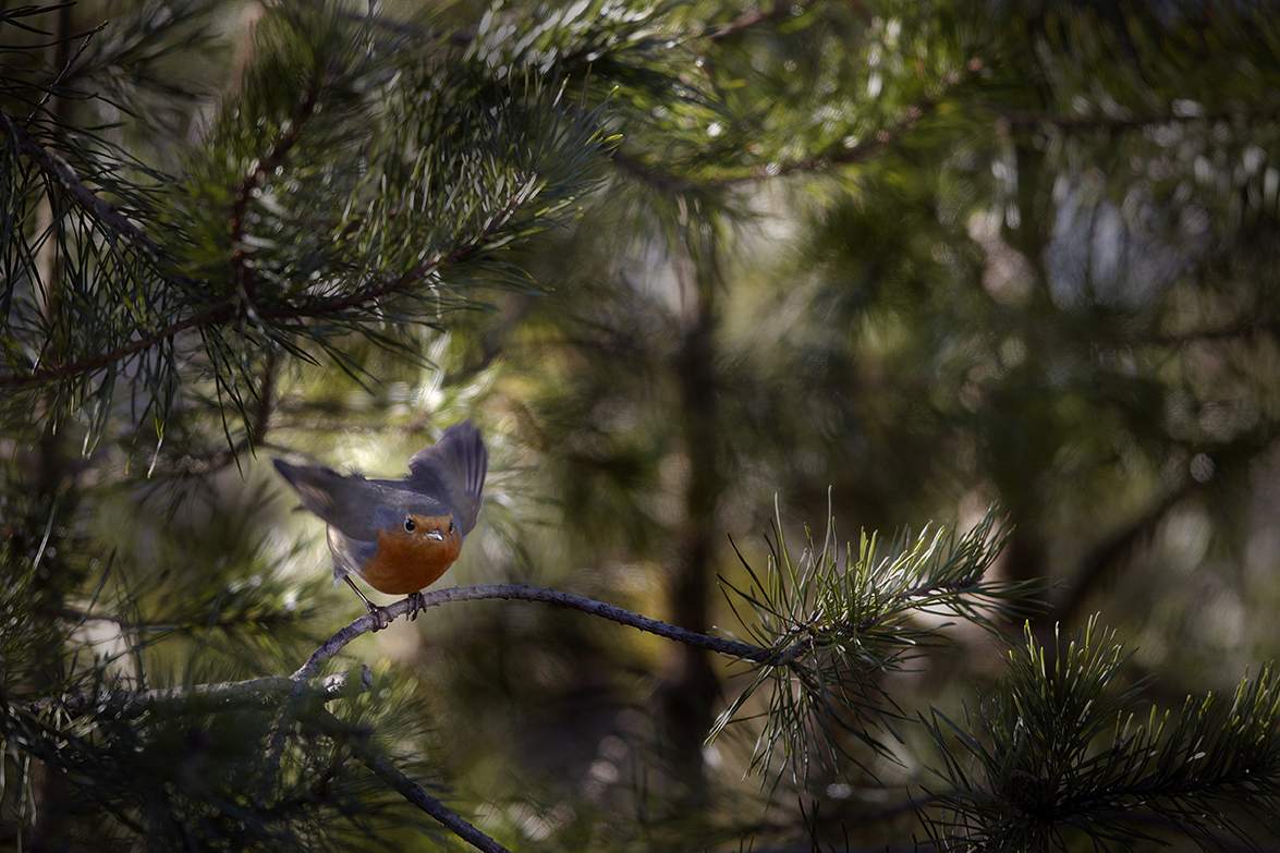 Rotkehlchen (Erithacus rubecula)