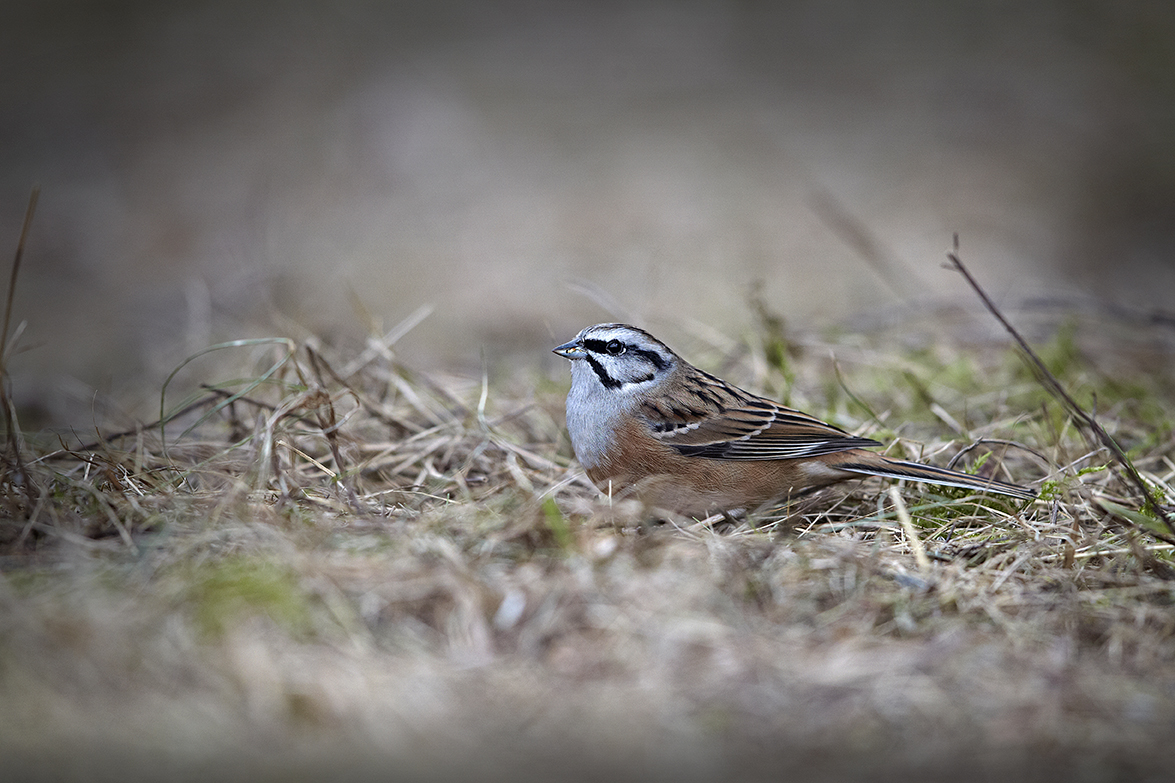 Zippammer (Emberiza cia)