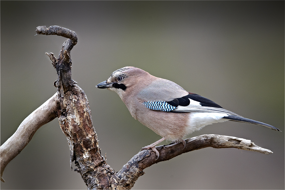 EichelhÃ¤her (Garrulus glandarius)