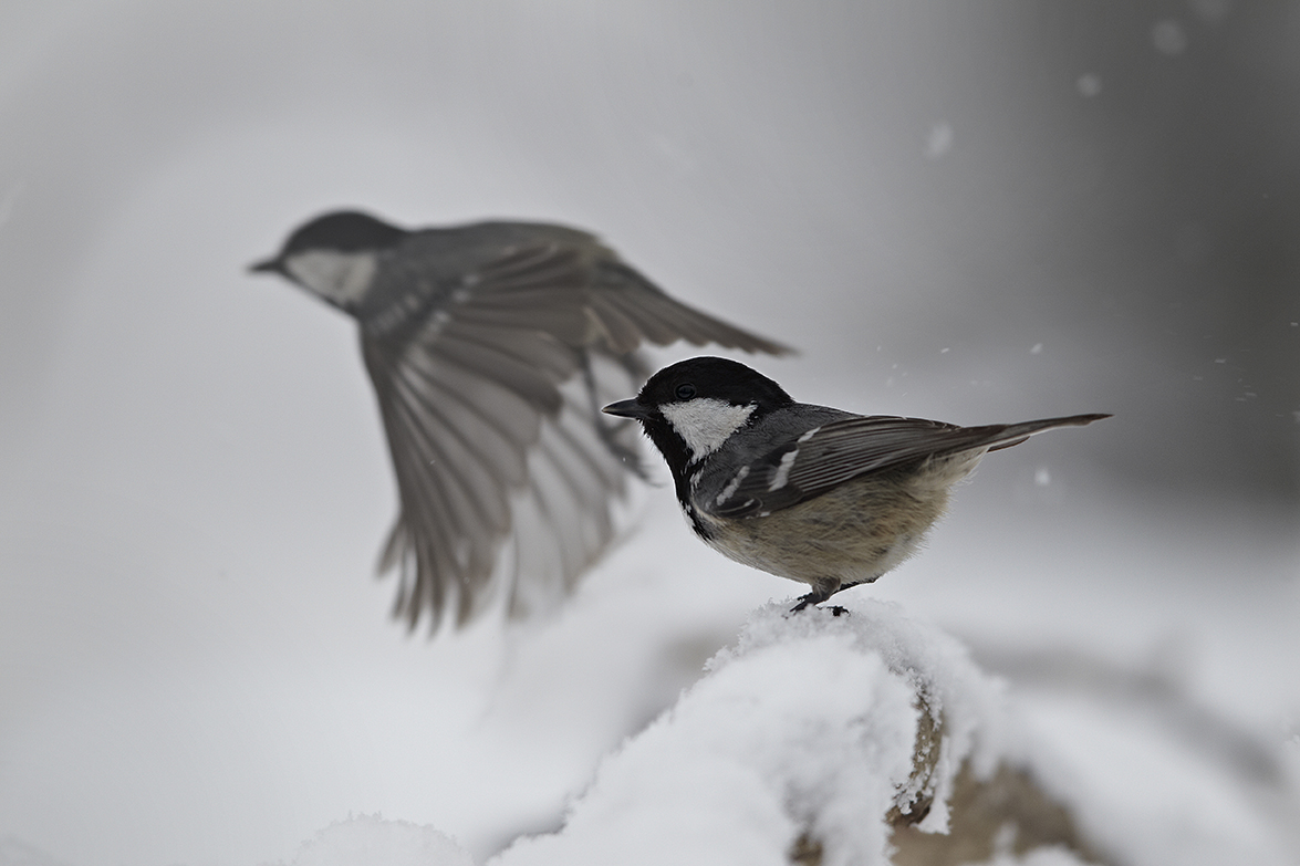 Tannenmeise (Periparus ater)