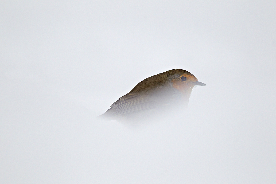 Rotkehlchen (Erithacus rubecula)