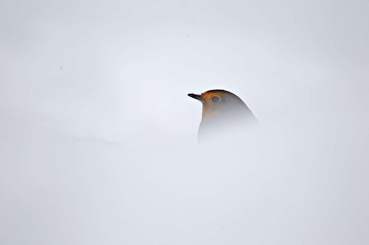 Rotkehlchen (Erithacus rubecula)