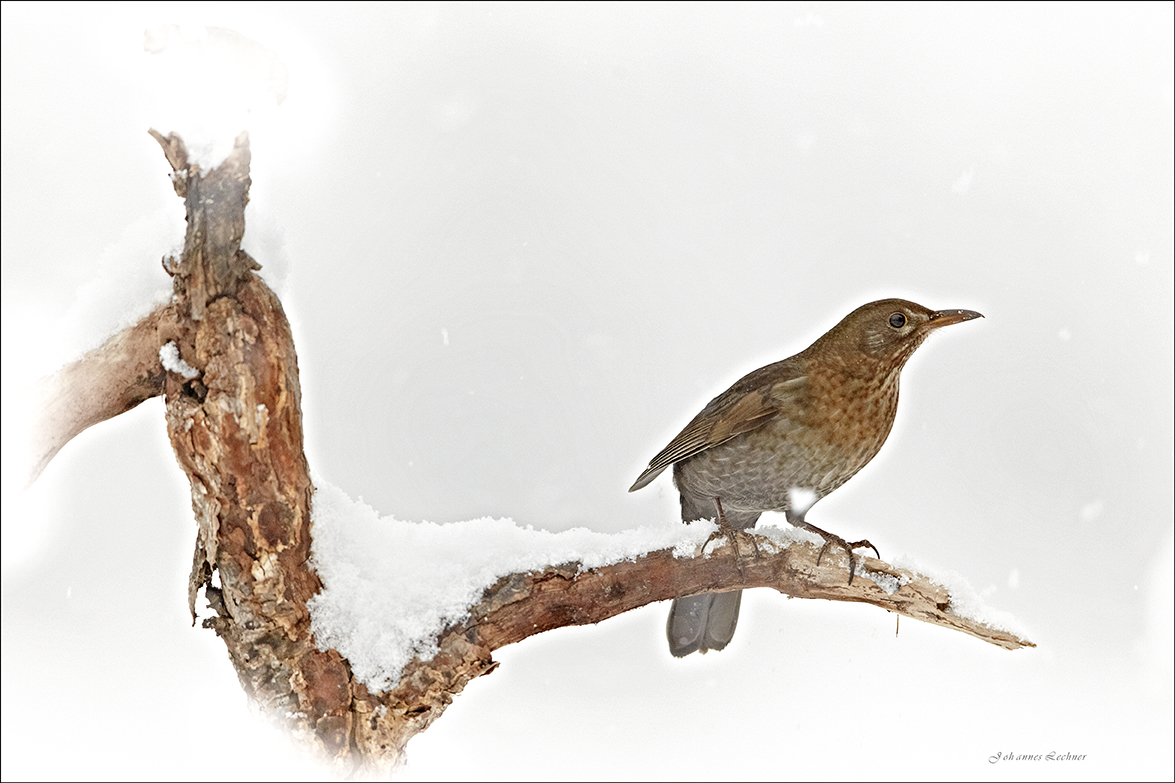 Amsel (Turdus merula)