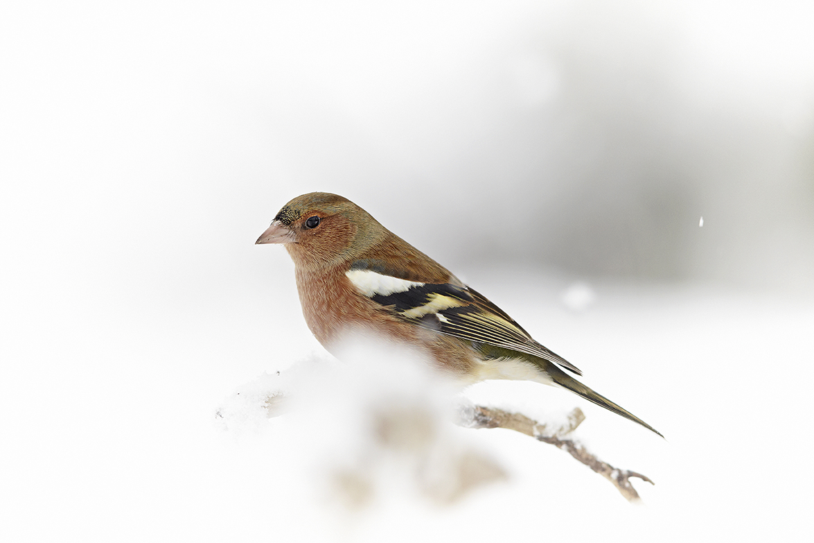 Buchfink (Fringilla coelebs)