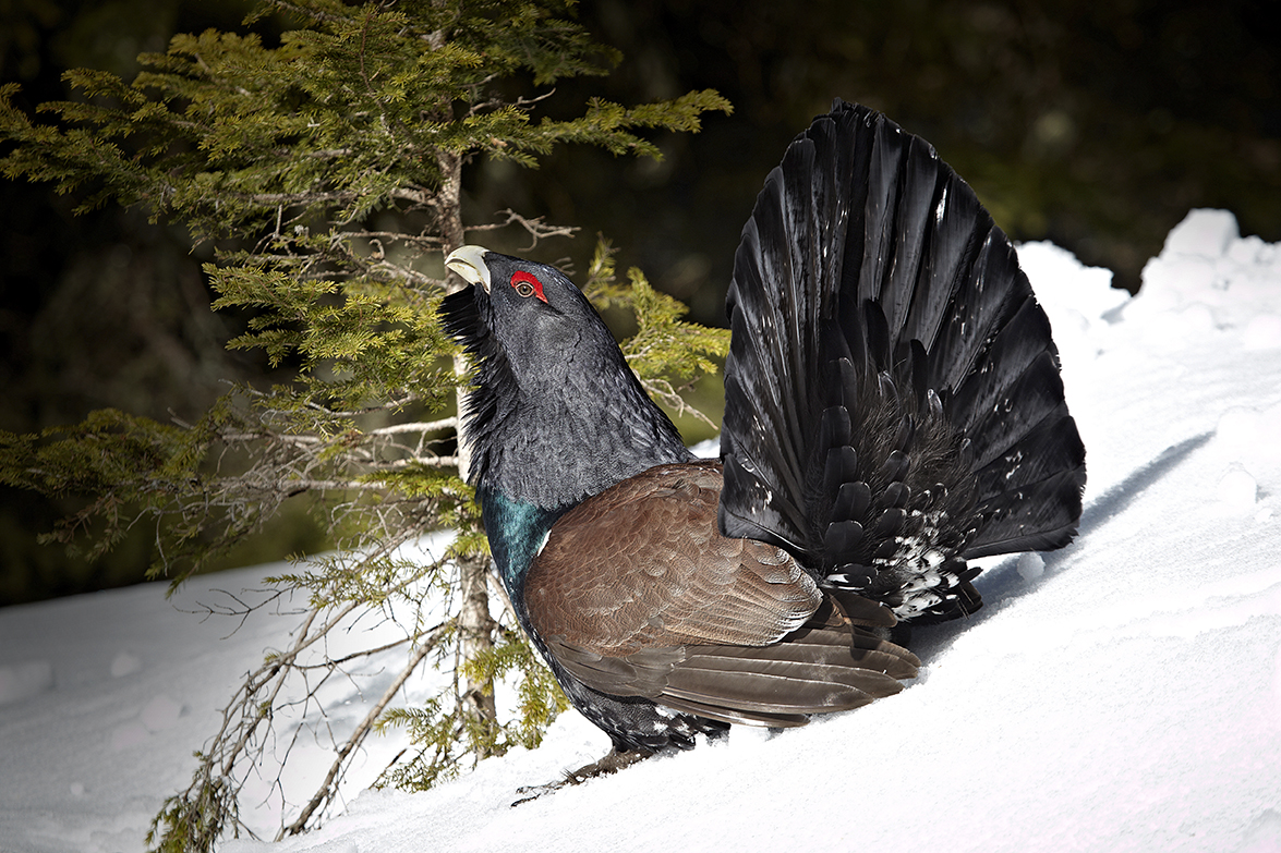 Auerhuhn (Tetrao urogallus)