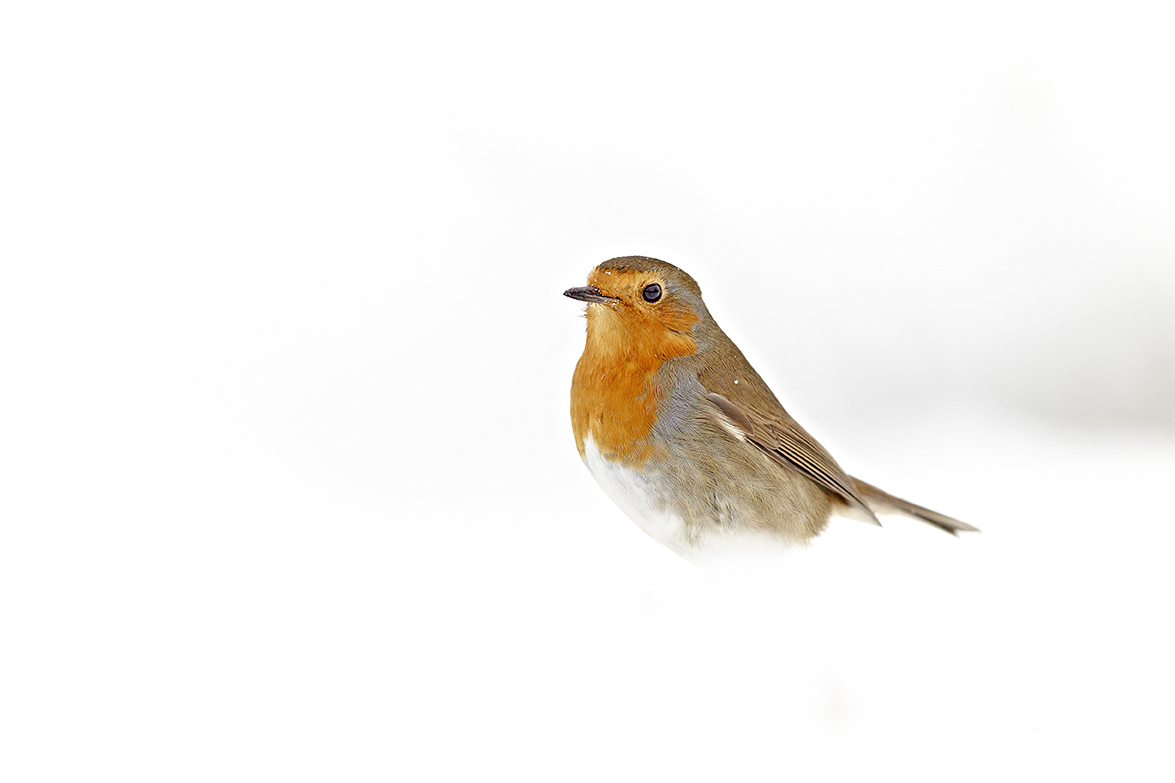 Rotkehlchen (Erithacus rubecula) 