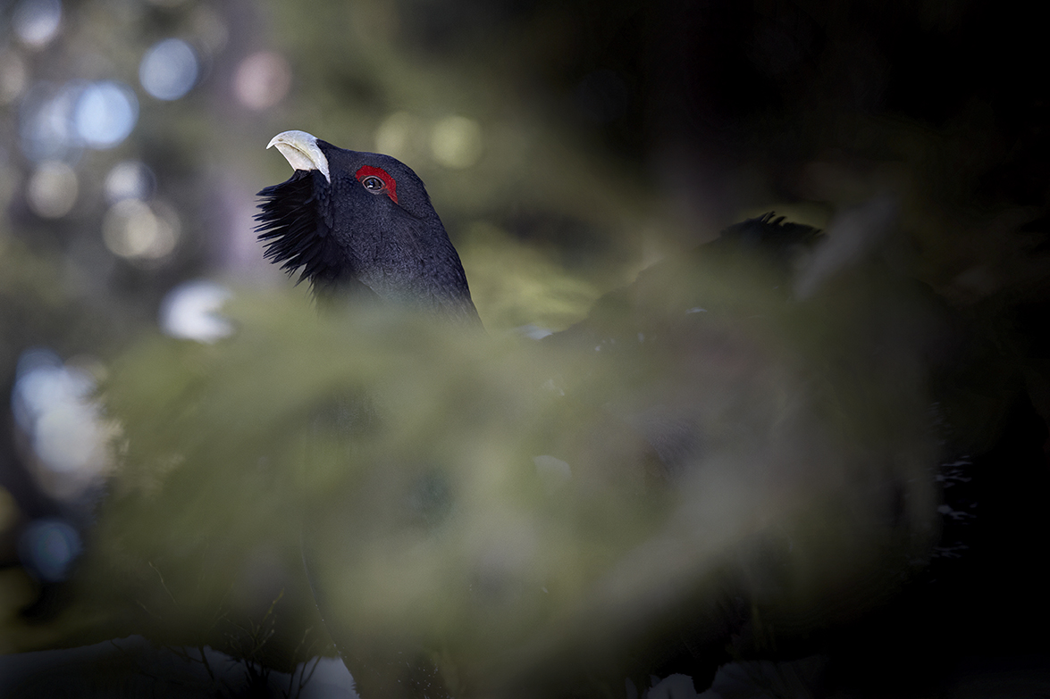 Auerhuhn (Tetrao urogallus)