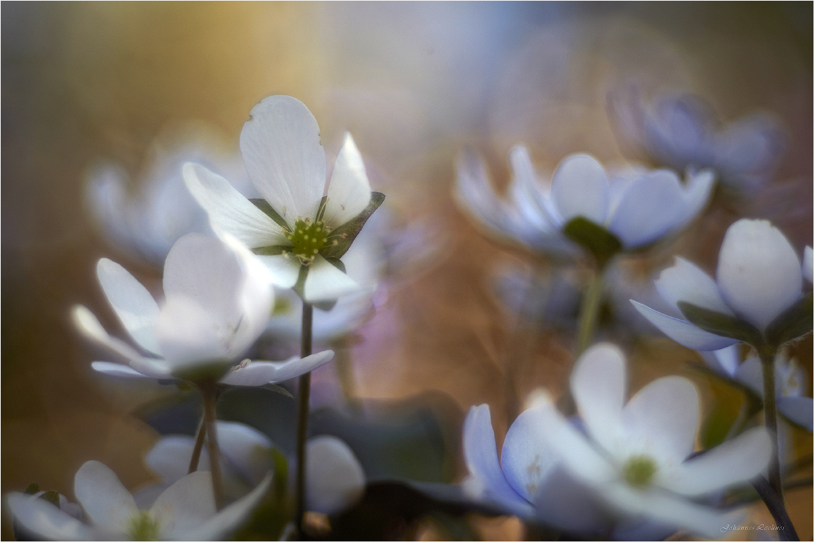 LeberblÃ¼mchen (Hepatica nobilis)