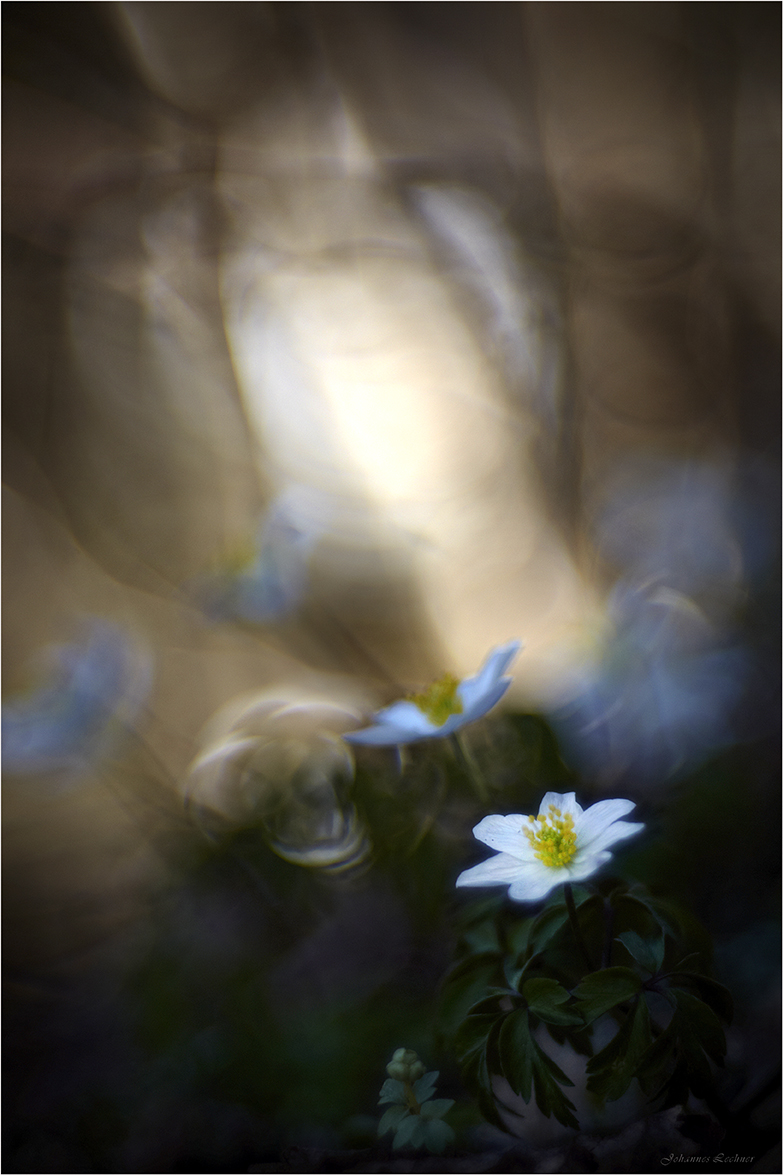 BuschwindrÃ¶schen (Anemone nemorosa)