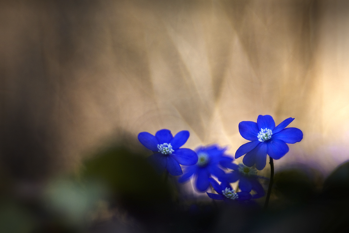 LeberblÃ¼mchen (Hepatica nobilis)