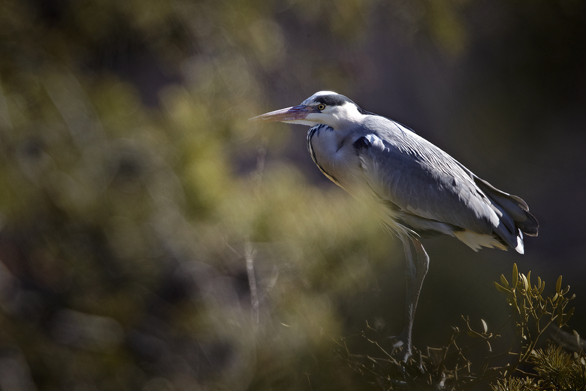 Graureiher (Ardea cinerea)