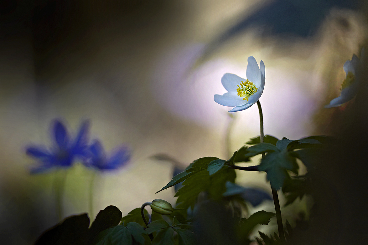 BuschwindrÃ¶schen (Anemone nemorosa)