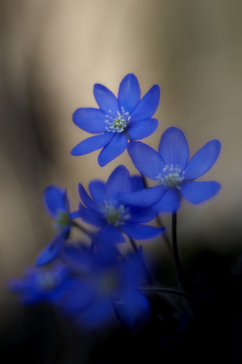 LeberblÃ¼mchen (Hepatica nobilis)