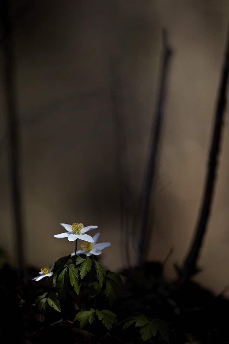 BuschwindrÃ¶schen (Anemone nemorosa)
