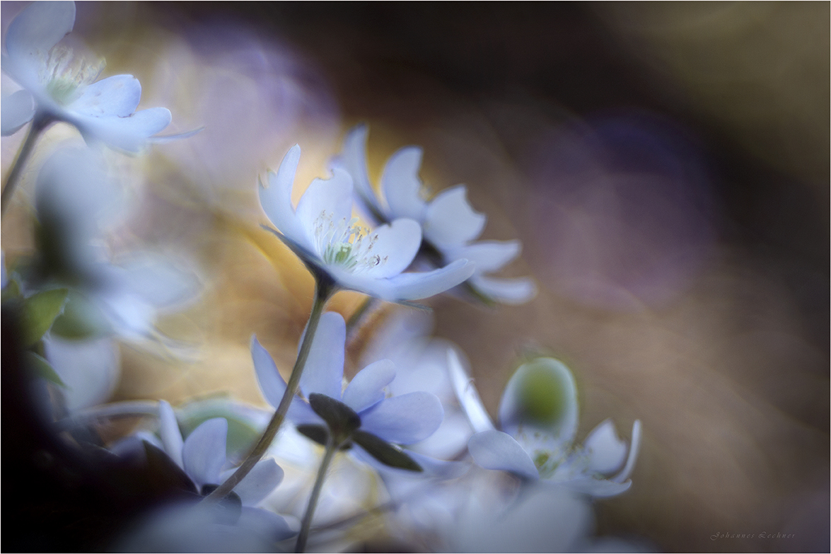 LeberblÃ¼mchen (Hepatica nobilis)