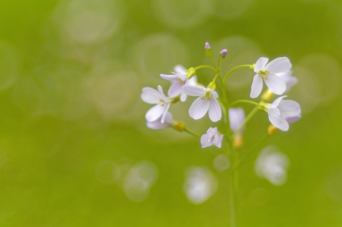 Wiesen-Schaumkraut (Cardamine pratensis)