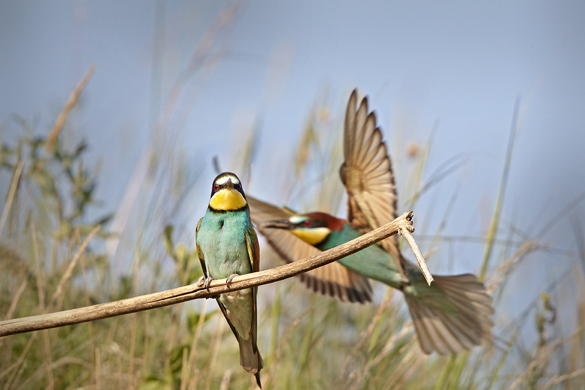 Bienenfresser (Merops apiaster)