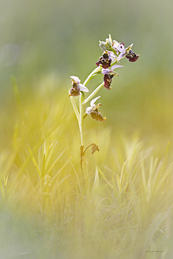 Hummel-Ragwurz (Ophrys holoserica)