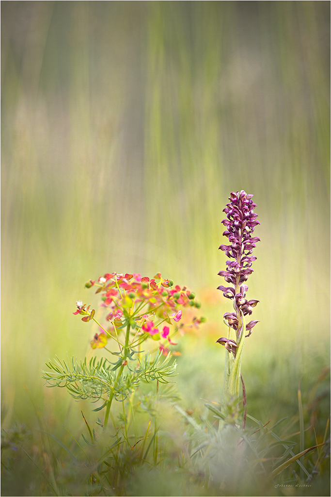 Wanzen-Knabenkraut (Orchis coriophora) 