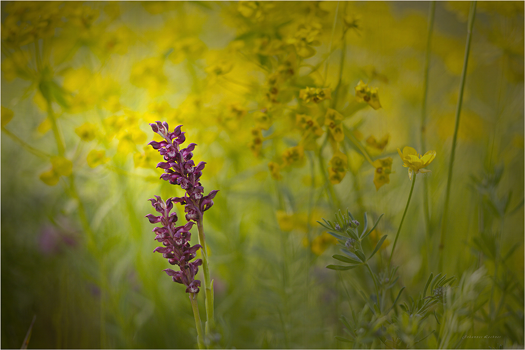 Wanzen-Knabenkraut (Orchis coriophora) 