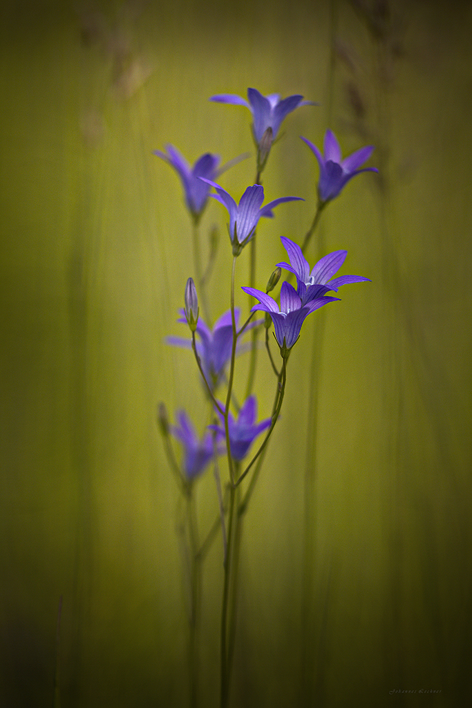 Wiesen-Glockenblume (Campanula patula)