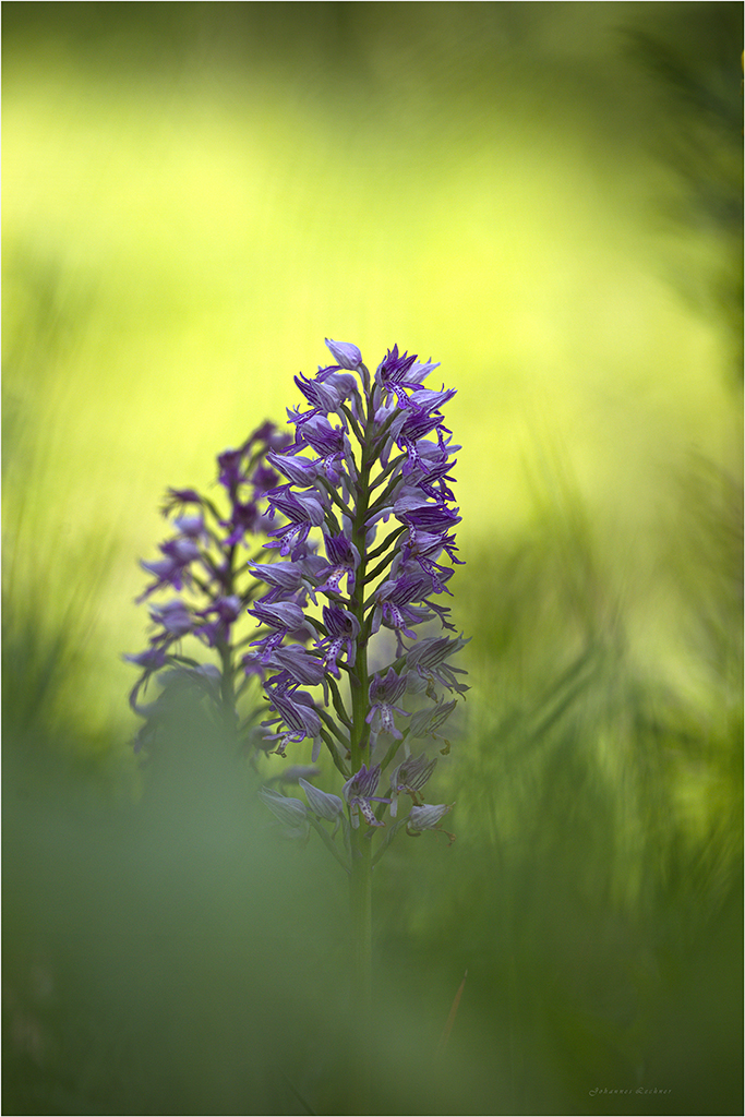 Helm-Knabenkraut (Orchis militaris)