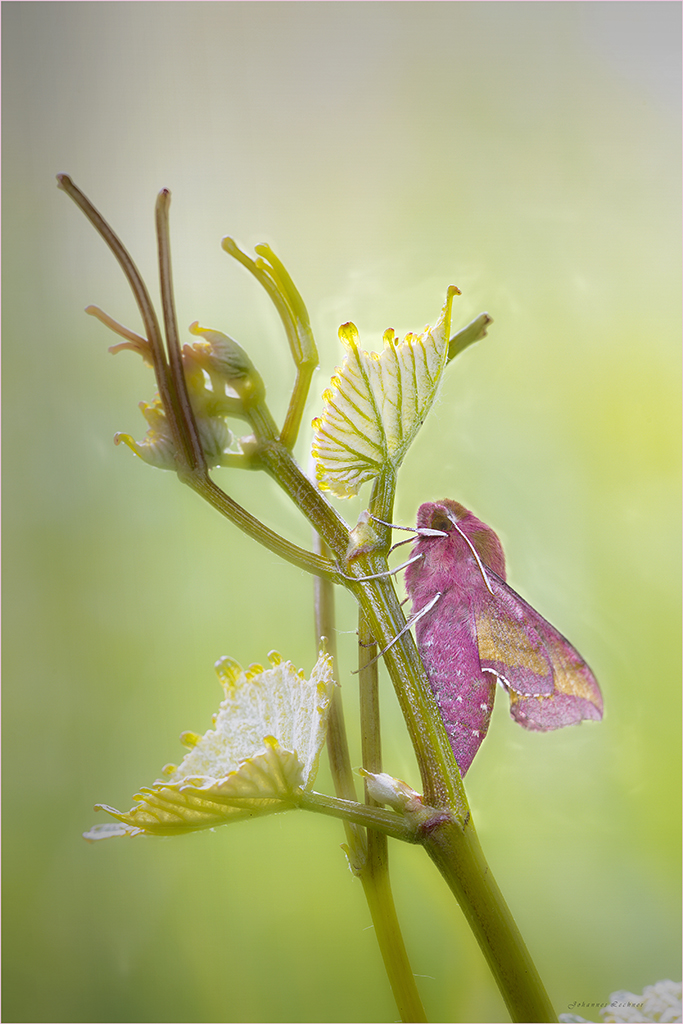 Mittlerer WeinschwÃ¤rmer (Deilephila elpenor)