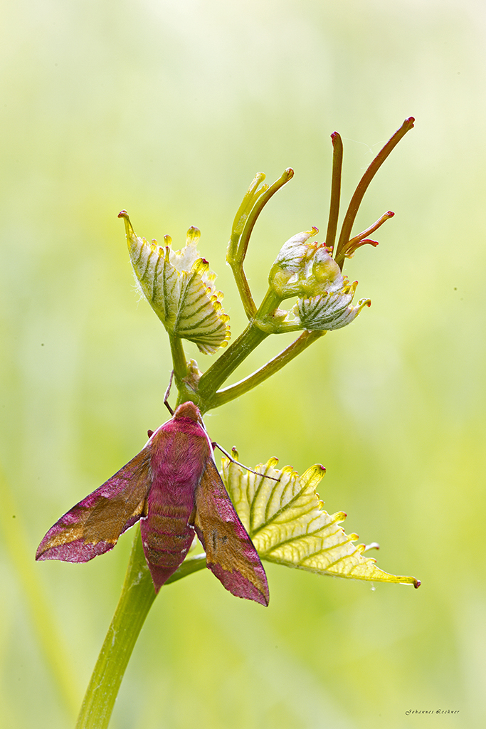 Mittlerer WeinschwÃ¤rmer (Deilephila elpenor)