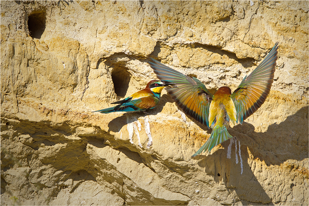 Bienenfresser (Merops apiaster)