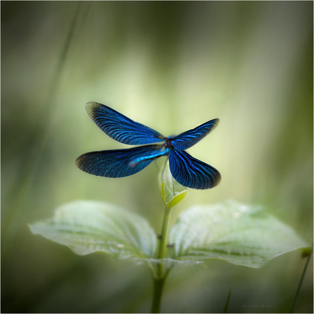 BlauflÃ¼gel-Prachtlibelle (Calopteryx virgo)