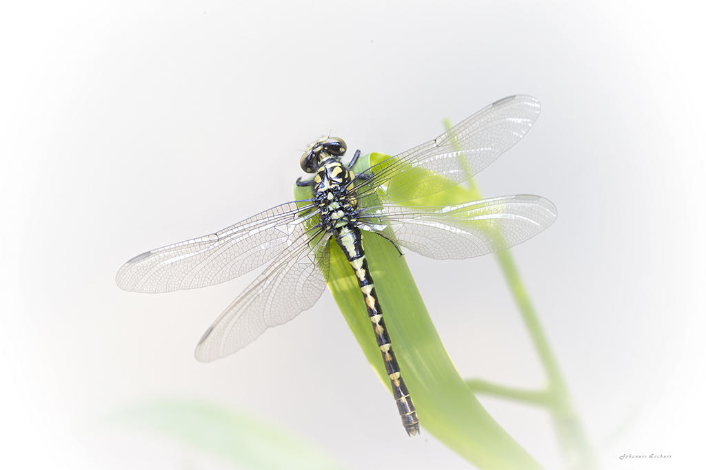 Kleine Zangenlibelle (Onychogomphus forcipatus)