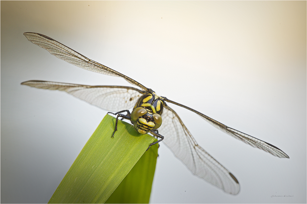 Kleine Zangenlibelle (Onychogomphus forcipatus)