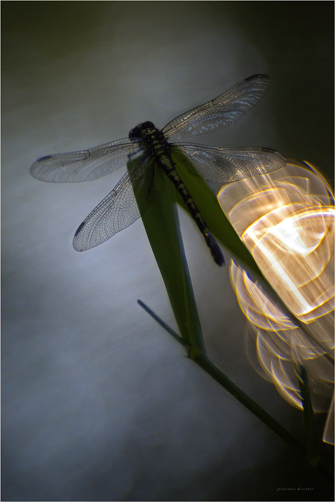 Kleine Zangenlibelle (Onychogomphus forcipatus)