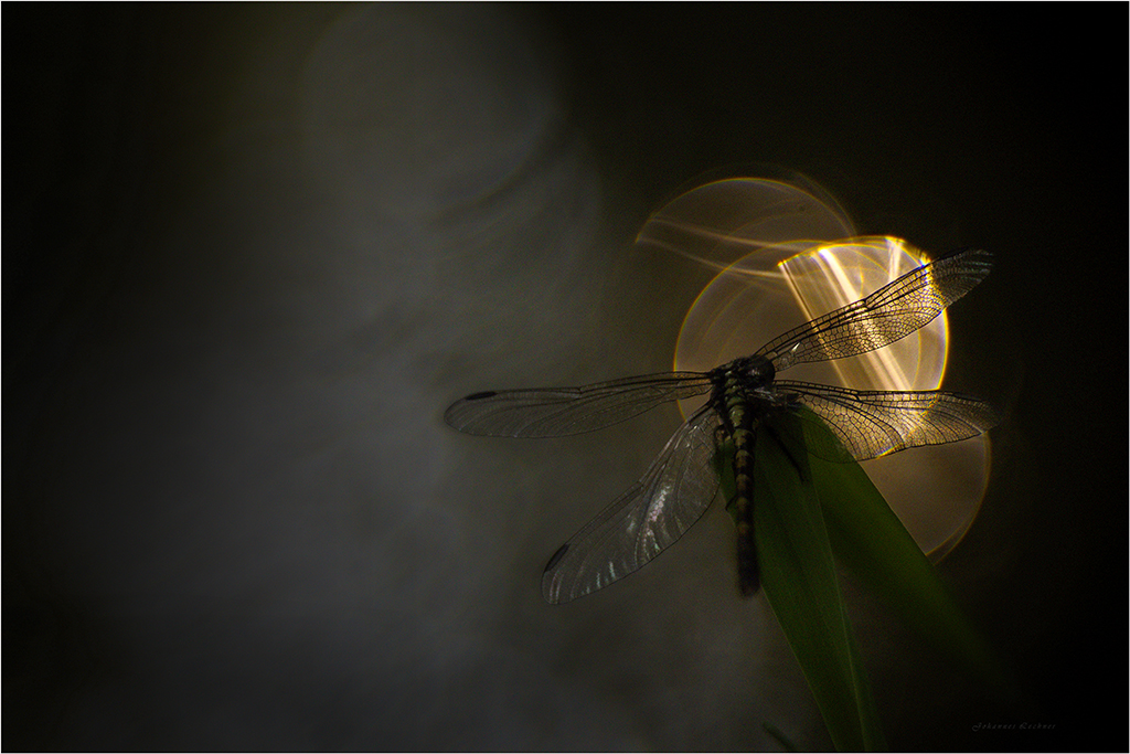 Kleine Zangenlibelle (Onychogomphus forcipatus)