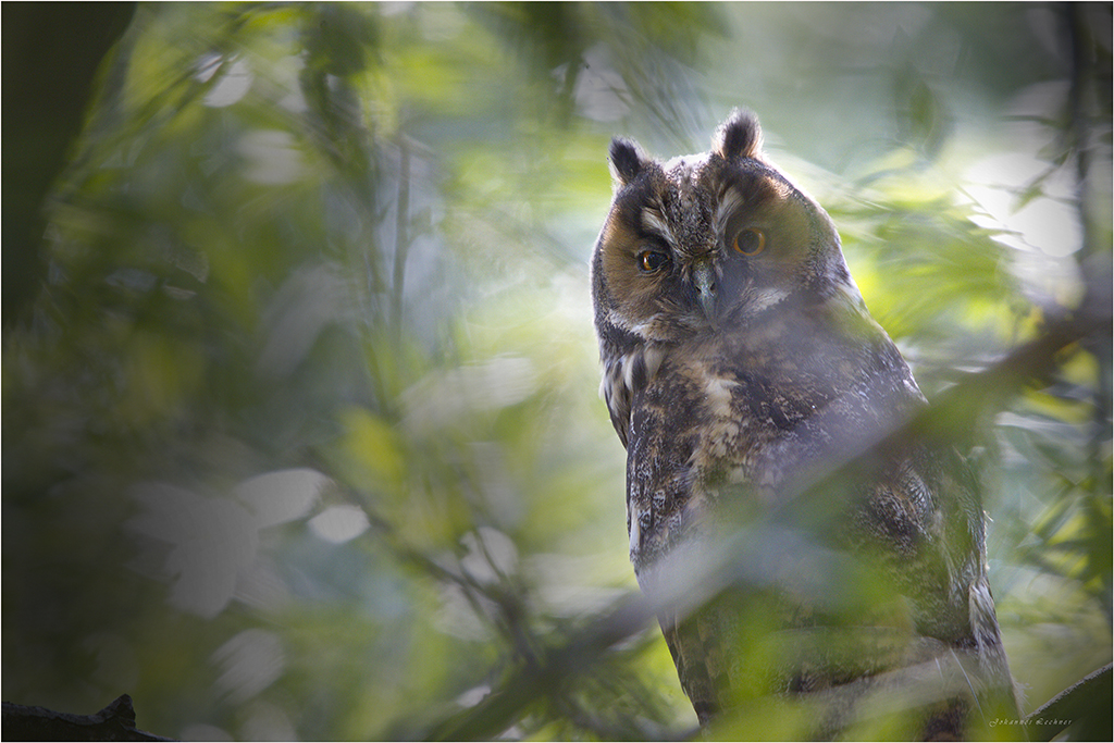 Waldohreule (Asio otus) 