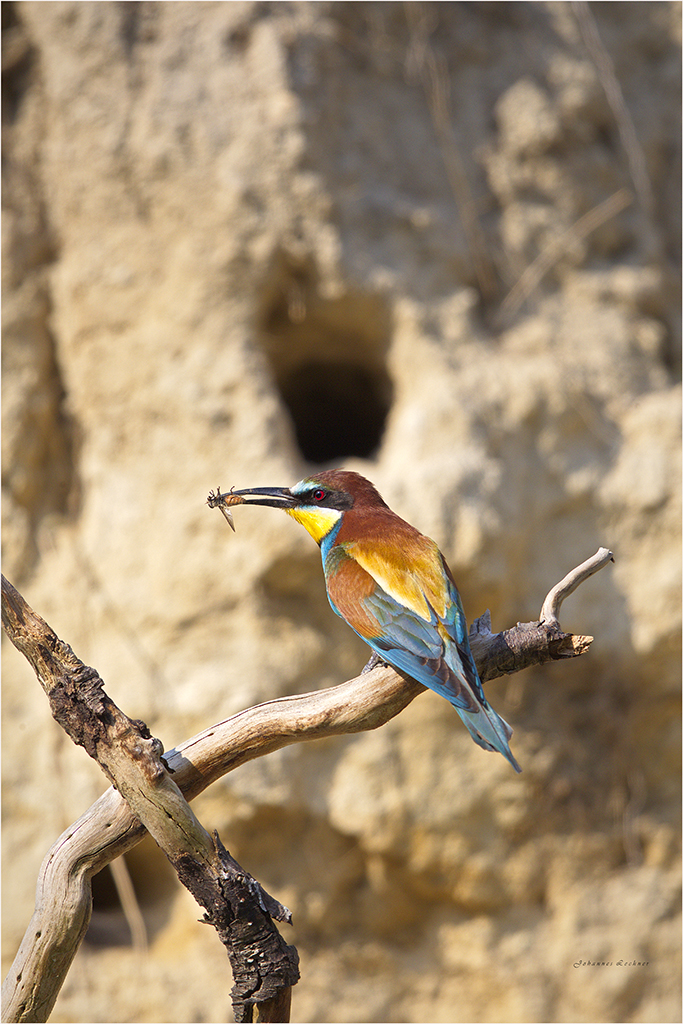 Bienenfresser (Merops apiaster)