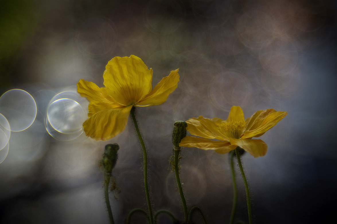  Island-Mohn (Papaver nudicaule)