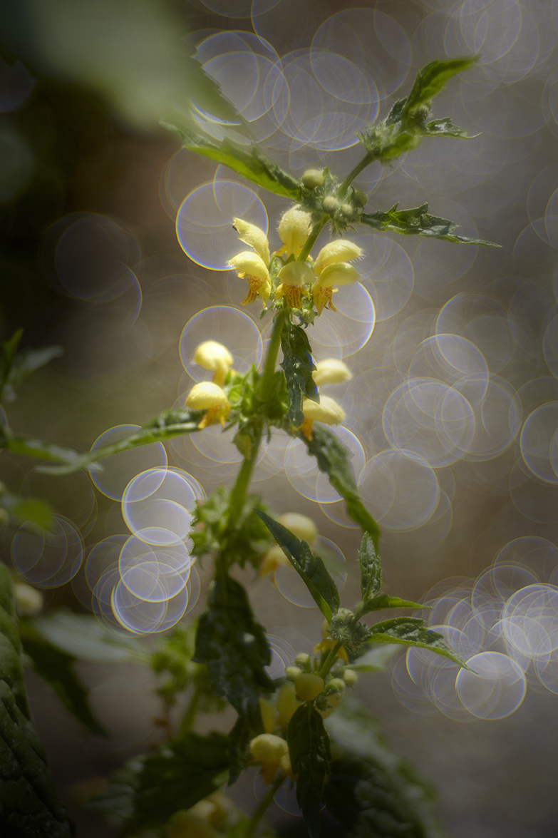 GewÃ¶hnliche Goldnessel (Lamium galeobdolon)