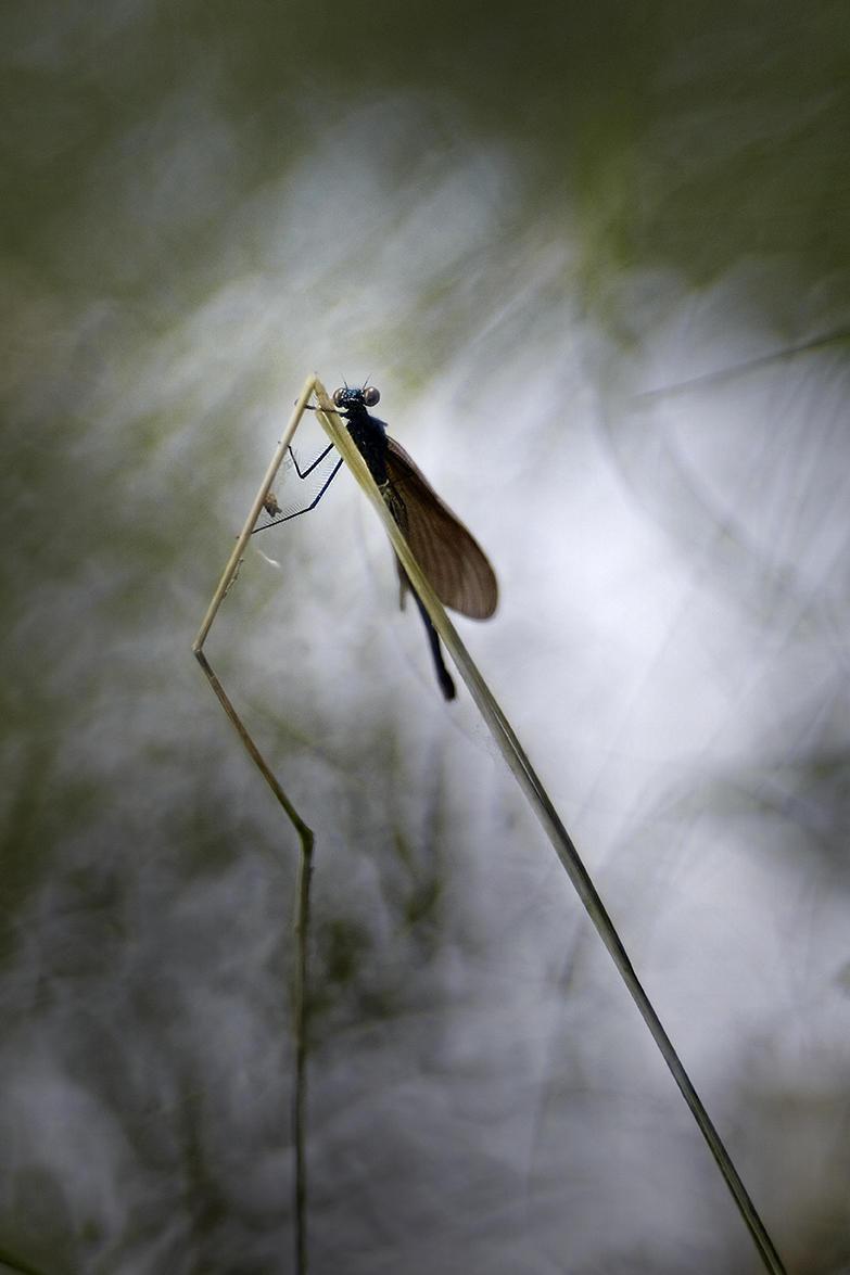 BlauflÃ¼gel-Prachtlibelle (Calopteryx virgo)