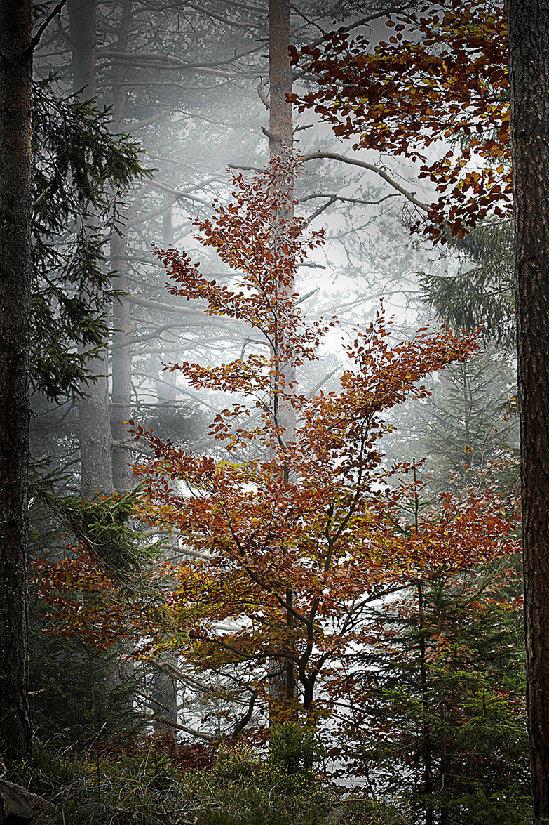 Herbst