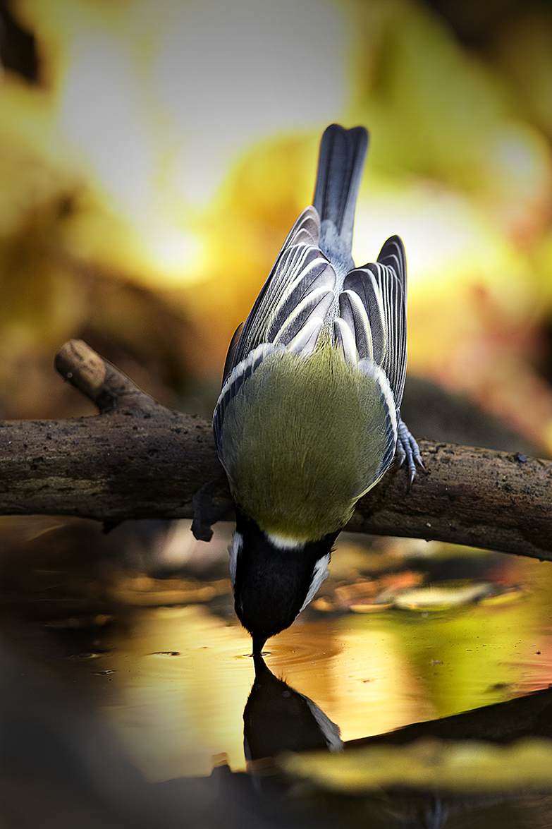 Kohlmeise (Parus major)