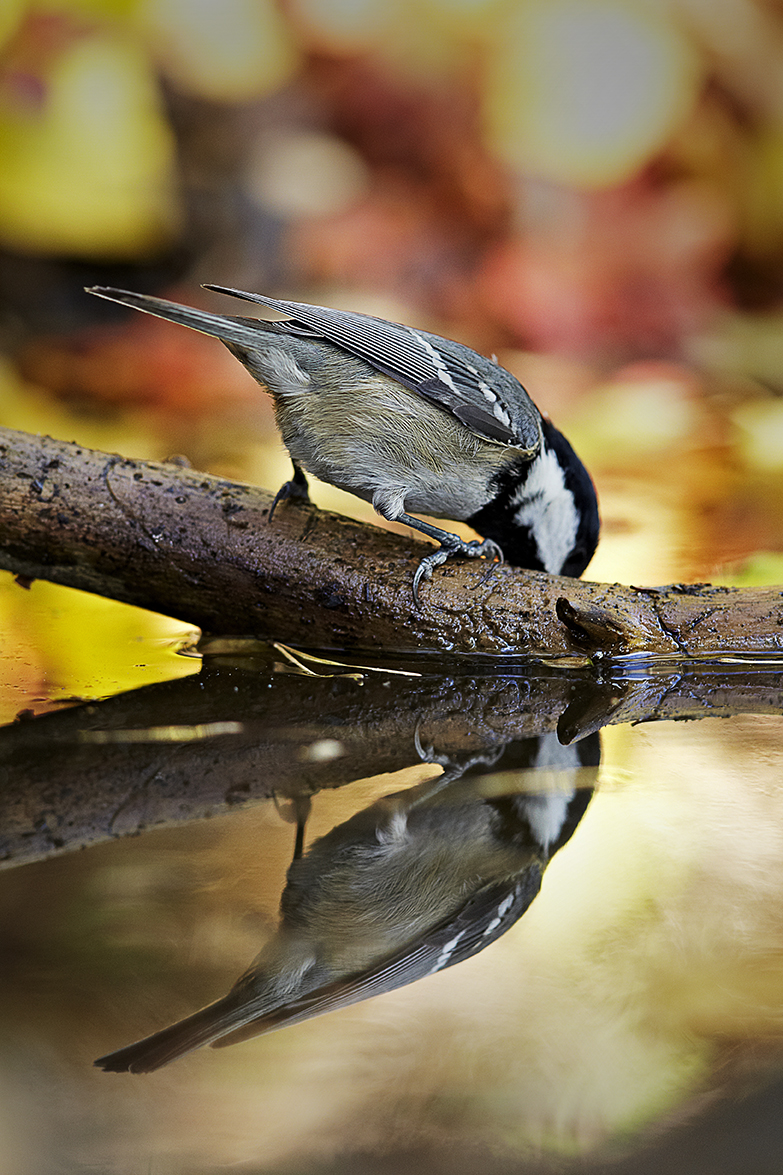 Tannenmeise (Parus ater)