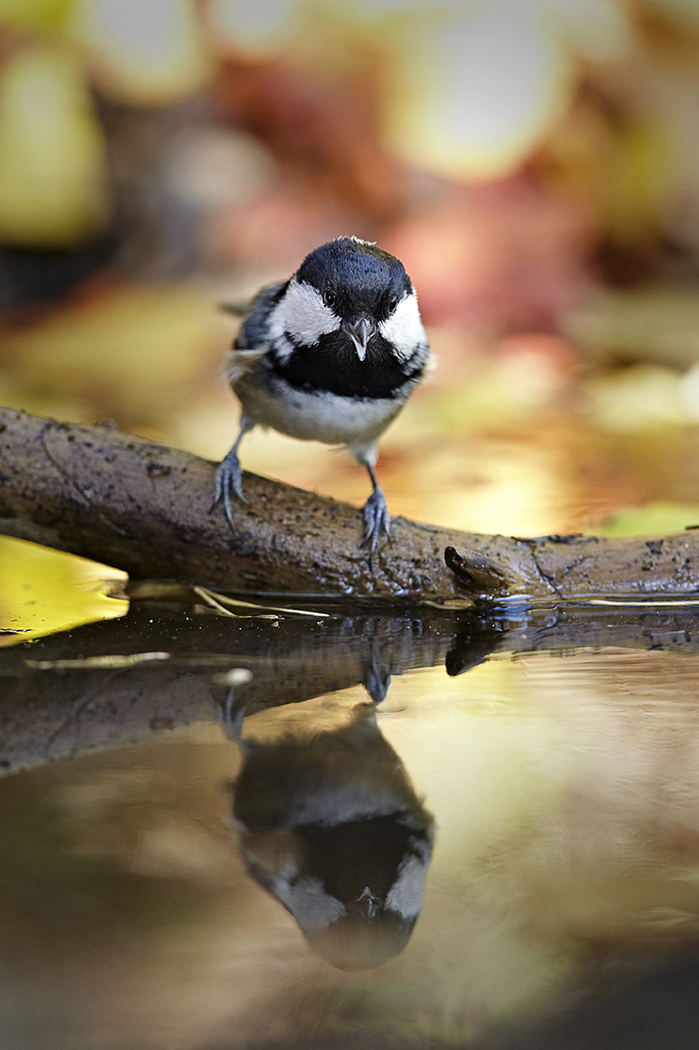 Tannenmeise (Parus ater)