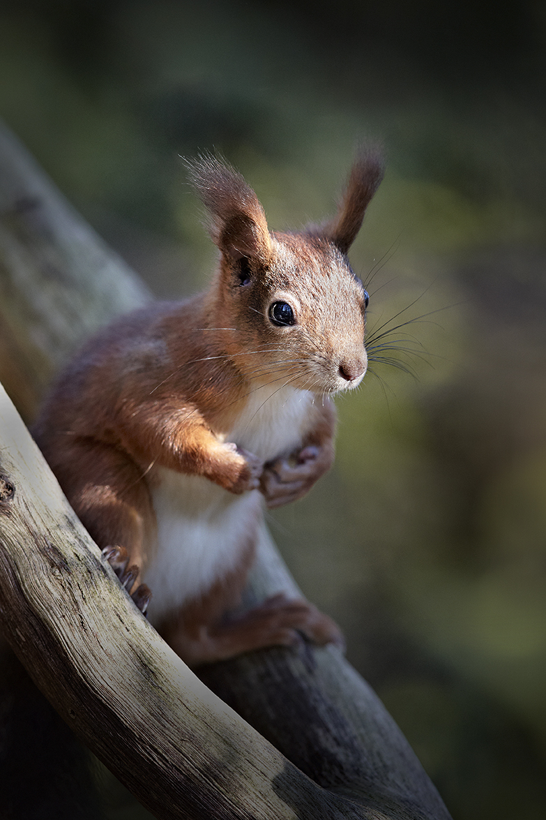 EichhÃ¶rnchen (Sciurus vulgaris)