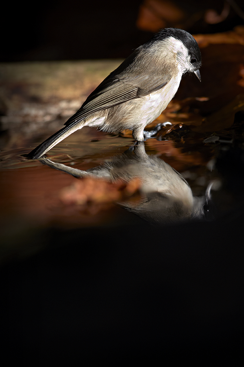 Sumpfmeise oder Nonnenmeise (Poecile palustris)