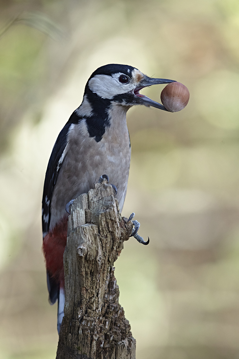 Buntspecht (Dendrocopos major)